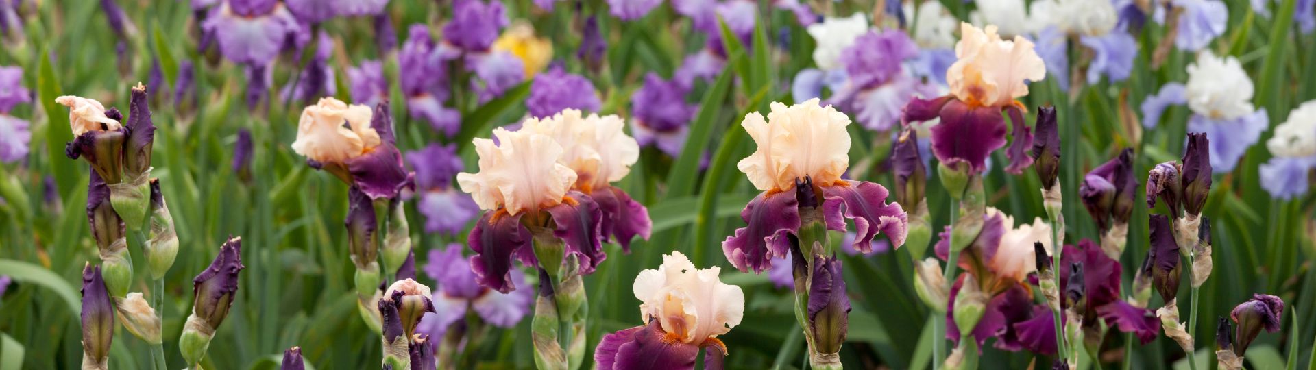 755-til lister (1920 × 540px) (52).jpg