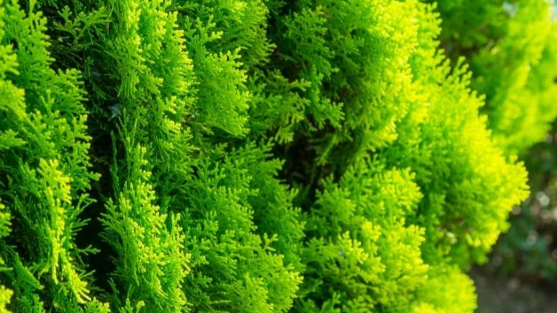 760-Billeder i mails og artikler (1920 × 1080px) (4).jpg