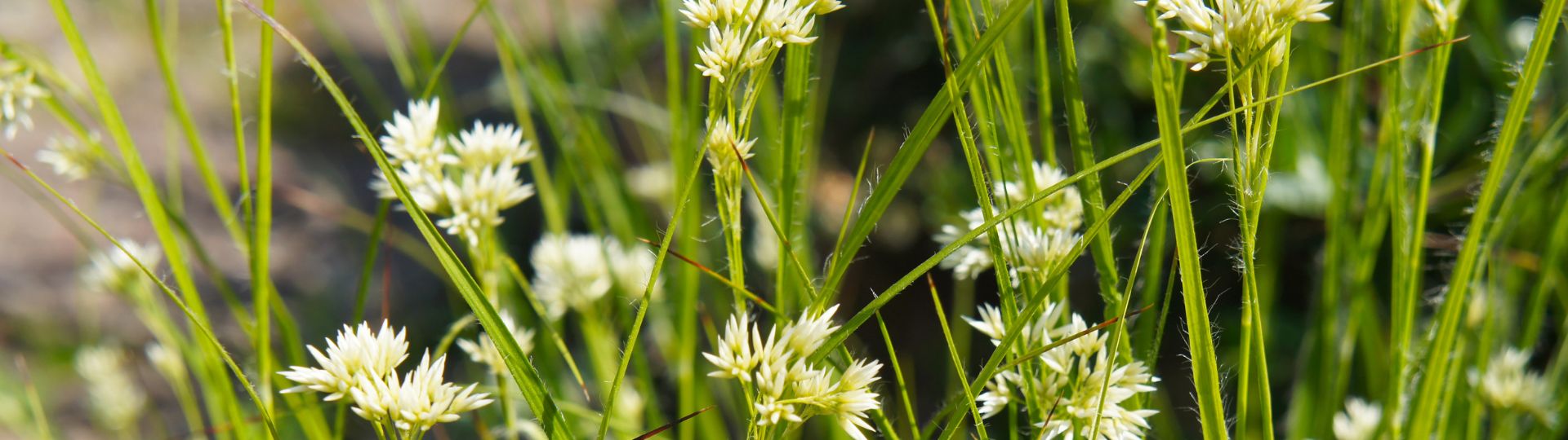 765-til lister (1920 × 540px) (22).jpg