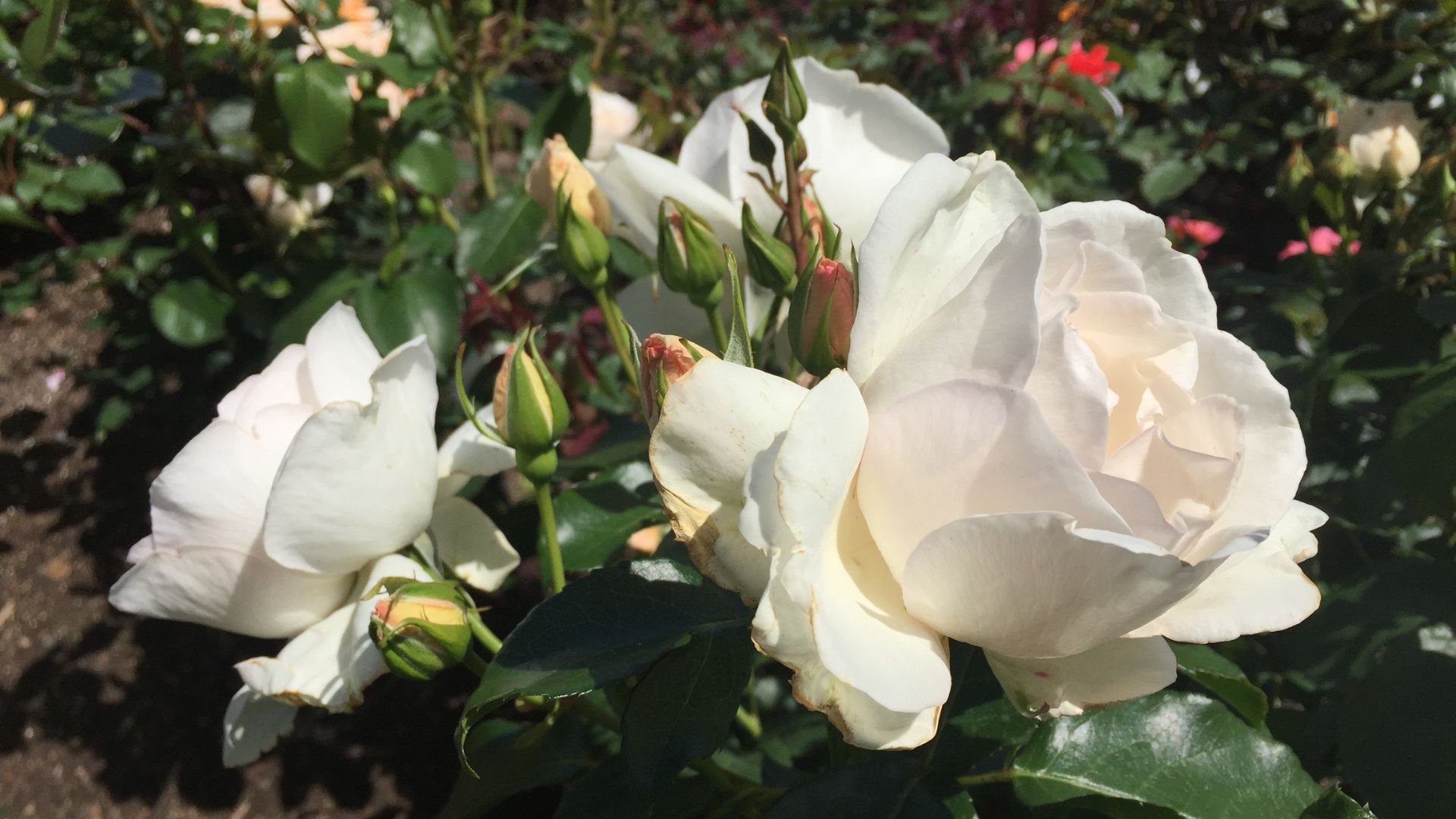 771-Billeder i mails og artikler (1920 × 1080px) - 2023-07-26T115449.625.jpg