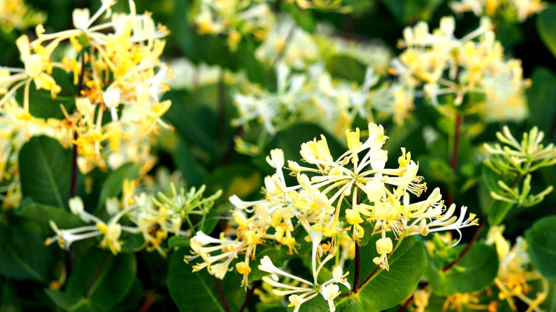 773-Billeder i mails og artikler (1920 × 1080px) (34).jpg