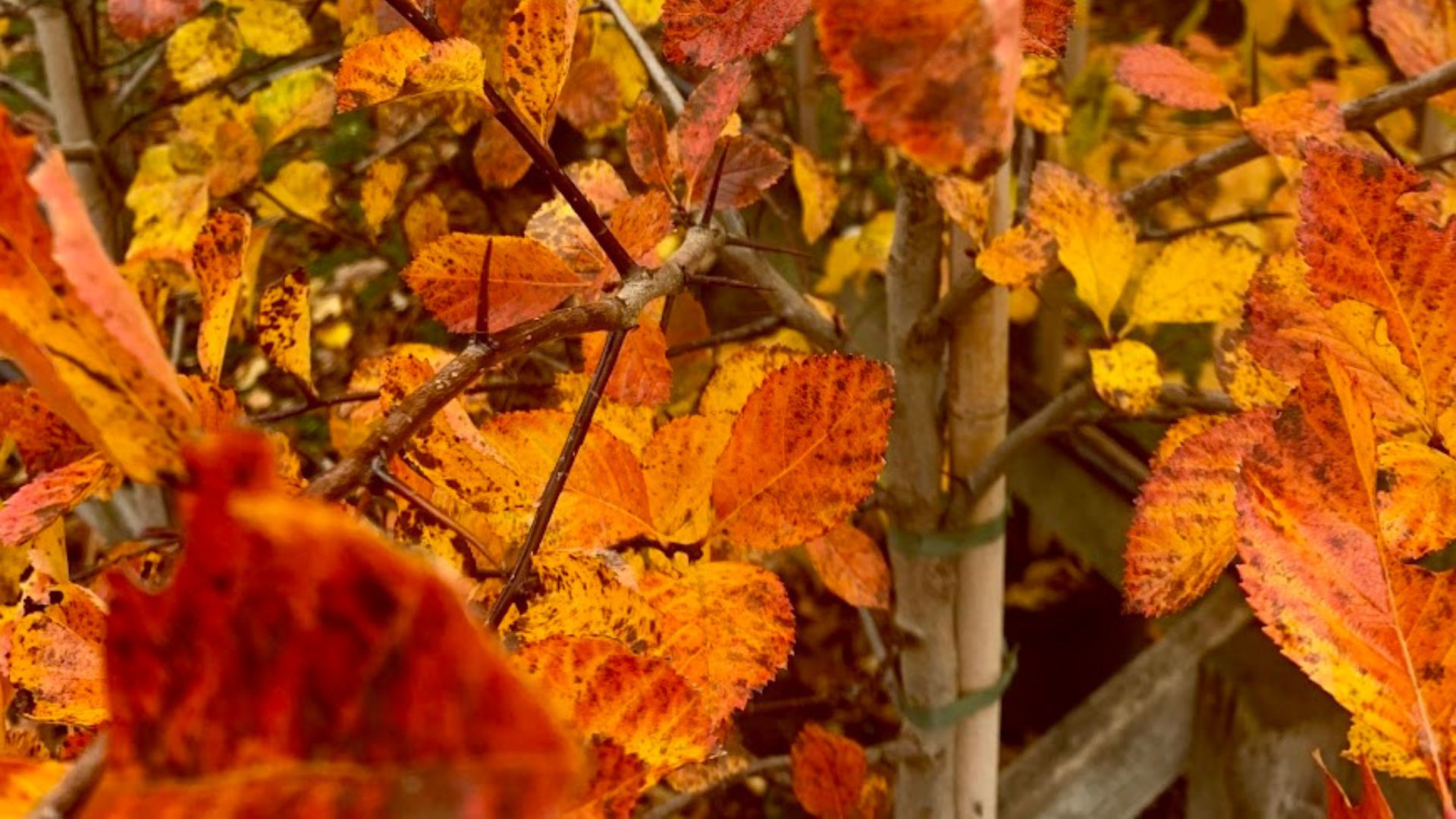 774-Billeder i mails og artikler (1920 × 1080px) - 2024-01-26T103036.174.jpg