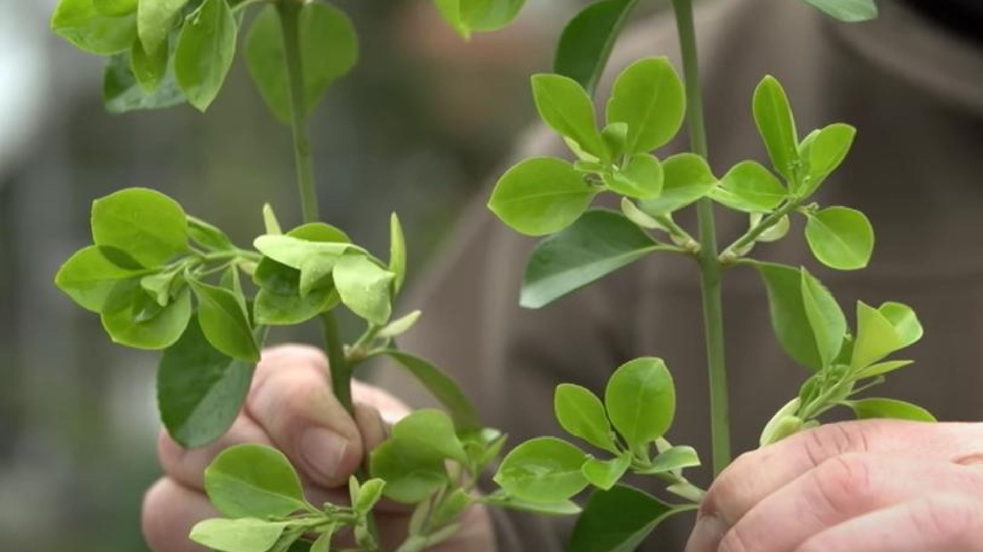 778-Billeder i mails og artikler (1920 × 1080px) (95).jpg