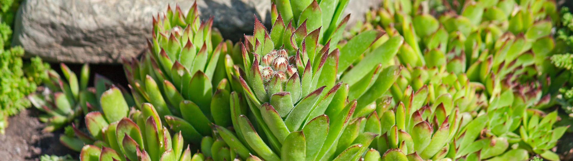 783-til lister (1920 × 540px) (1).jpg