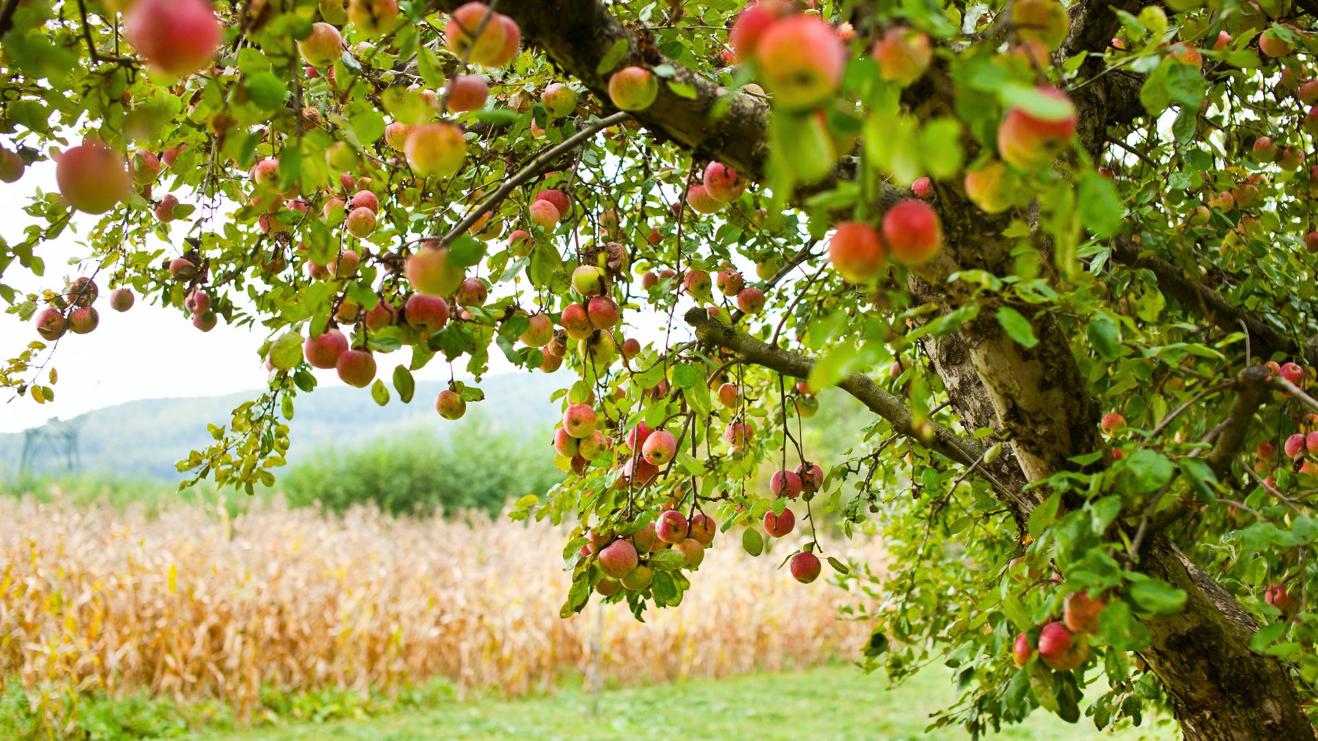 788-Billeder i mails og artikler (1920 × 1080px) - 2024-02-07T120943.193.jpg