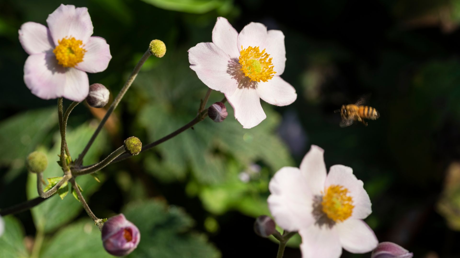 795-Billeder i mails og artikler (1920 × 1080px) - 2023-07-10T150701.574.jpg