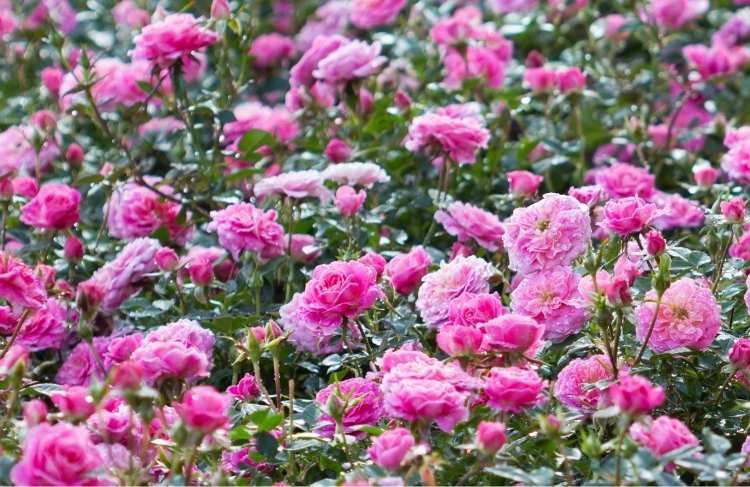 Brug roser som bundd&aelig;kke:&nbsp;Her er de 7 bedst egnede
