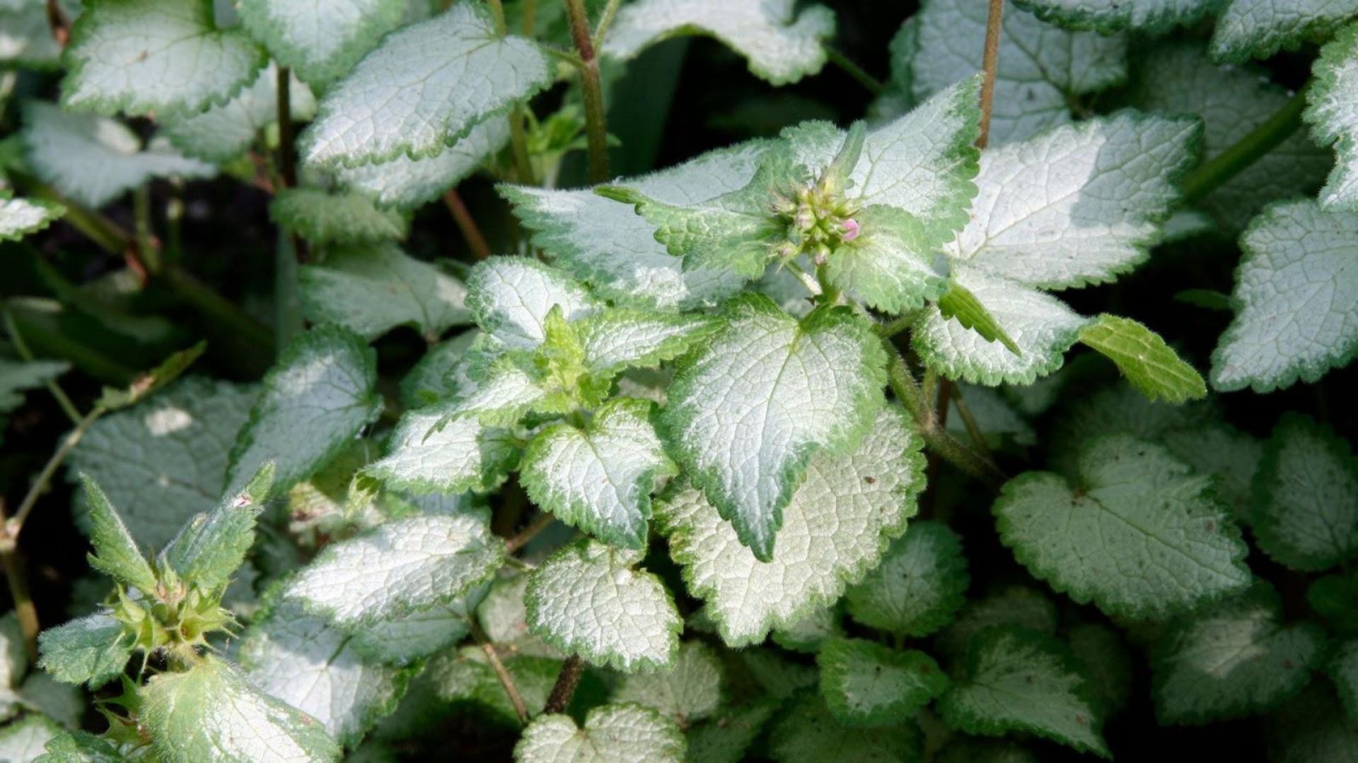 797-Billeder i mails og artikler (1920 × 1080px) - 2023-04-18T130909.441.jpg