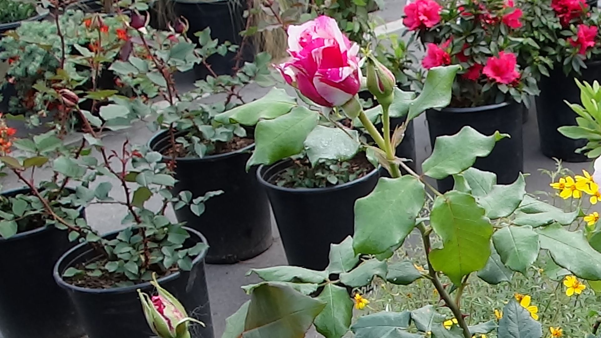 798-Billeder i mails og artikler (1920 × 1080px) (38).jpg