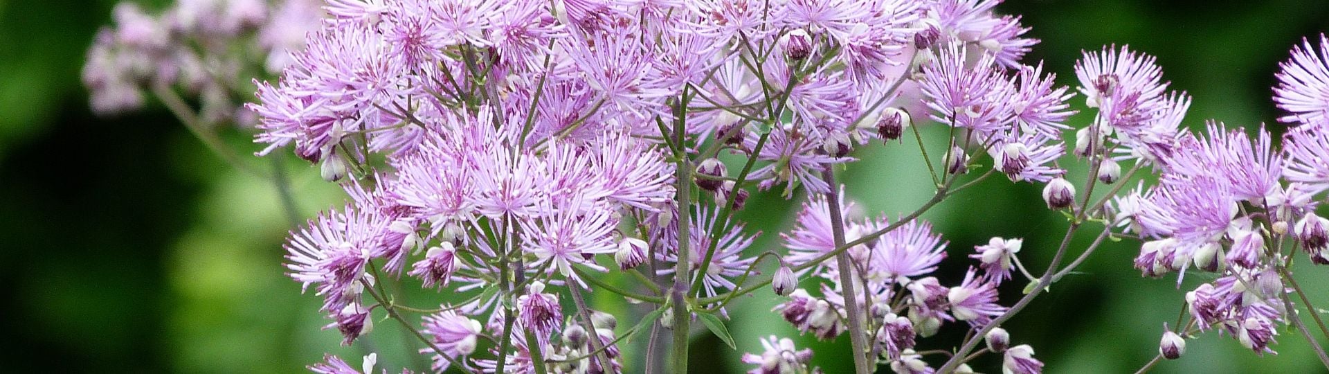 799-til lister (1920 × 540px) - 2024-04-05T132502.818.jpg