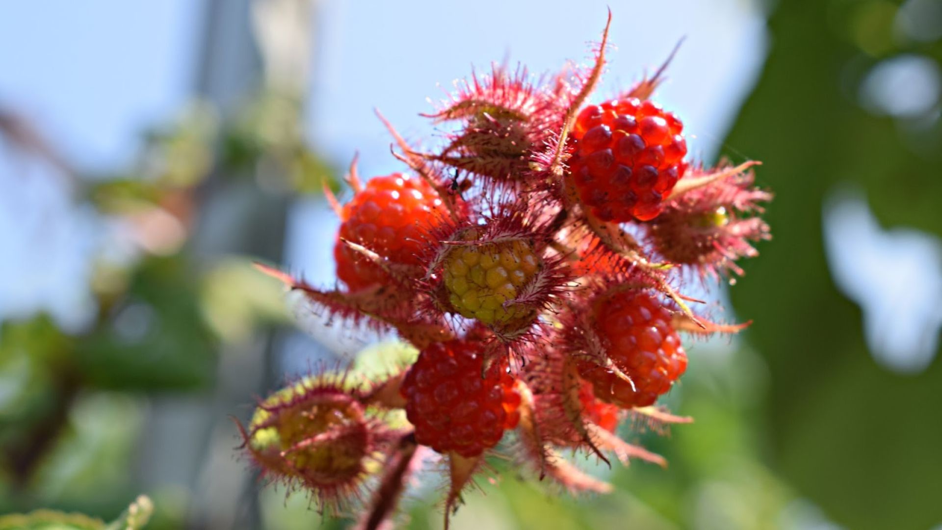 809-Billeder i mails og artikler (1920 × 1080px) (8).jpg