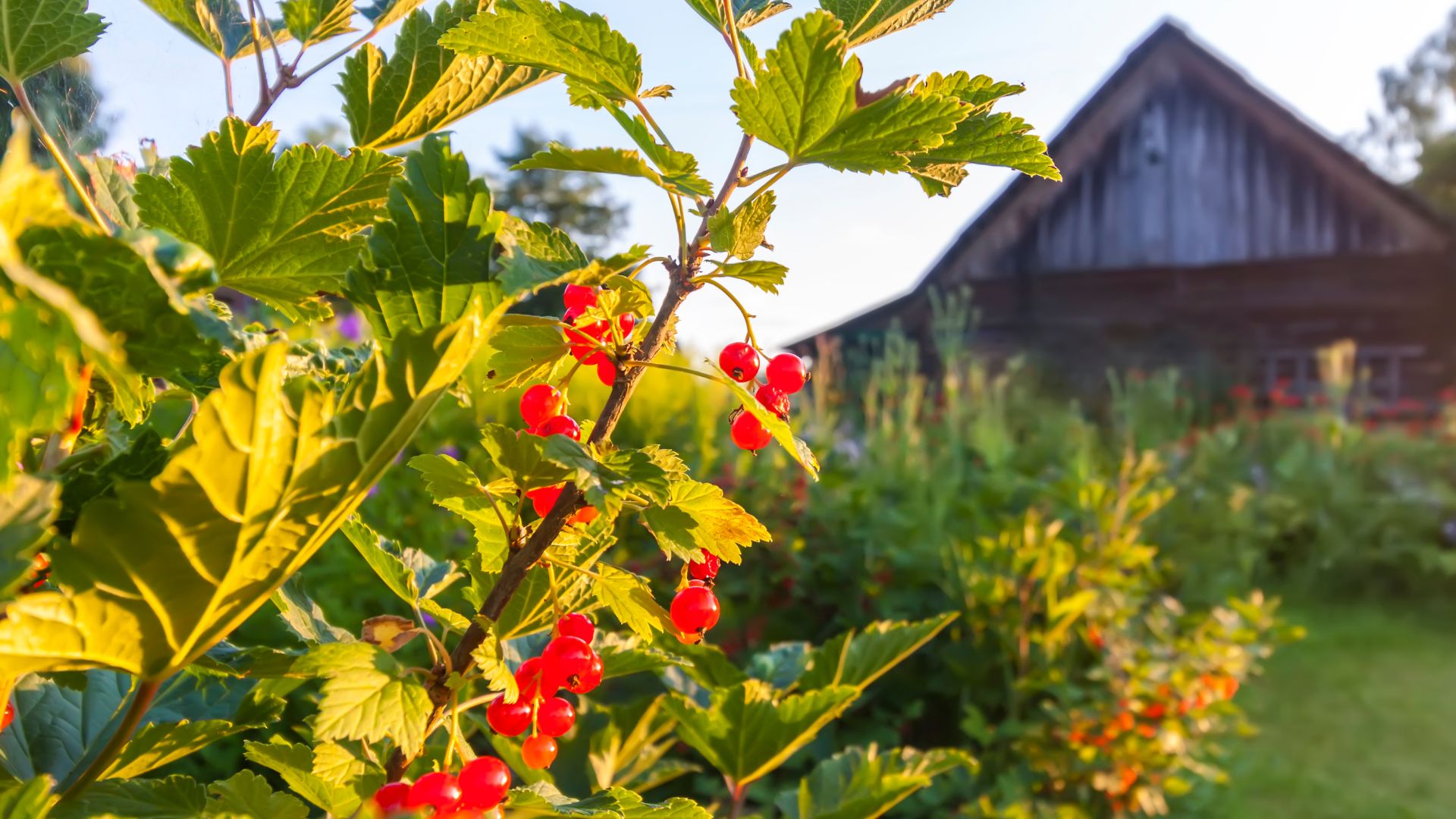 809-Billeder i mails og artikler (1920 × 1080px) - 2024-01-24T104033.946.jpg
