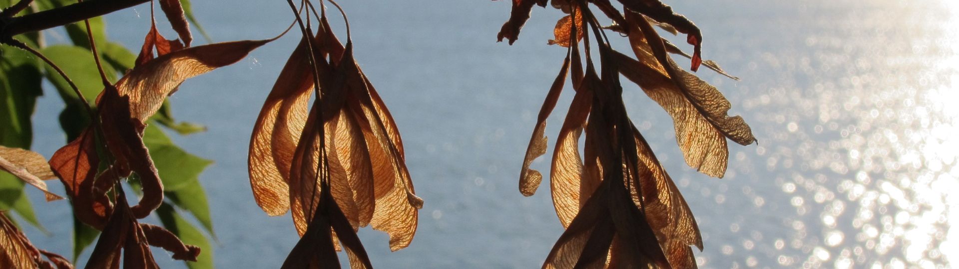 Avnbøg - Træer - Plantetorvet.dk