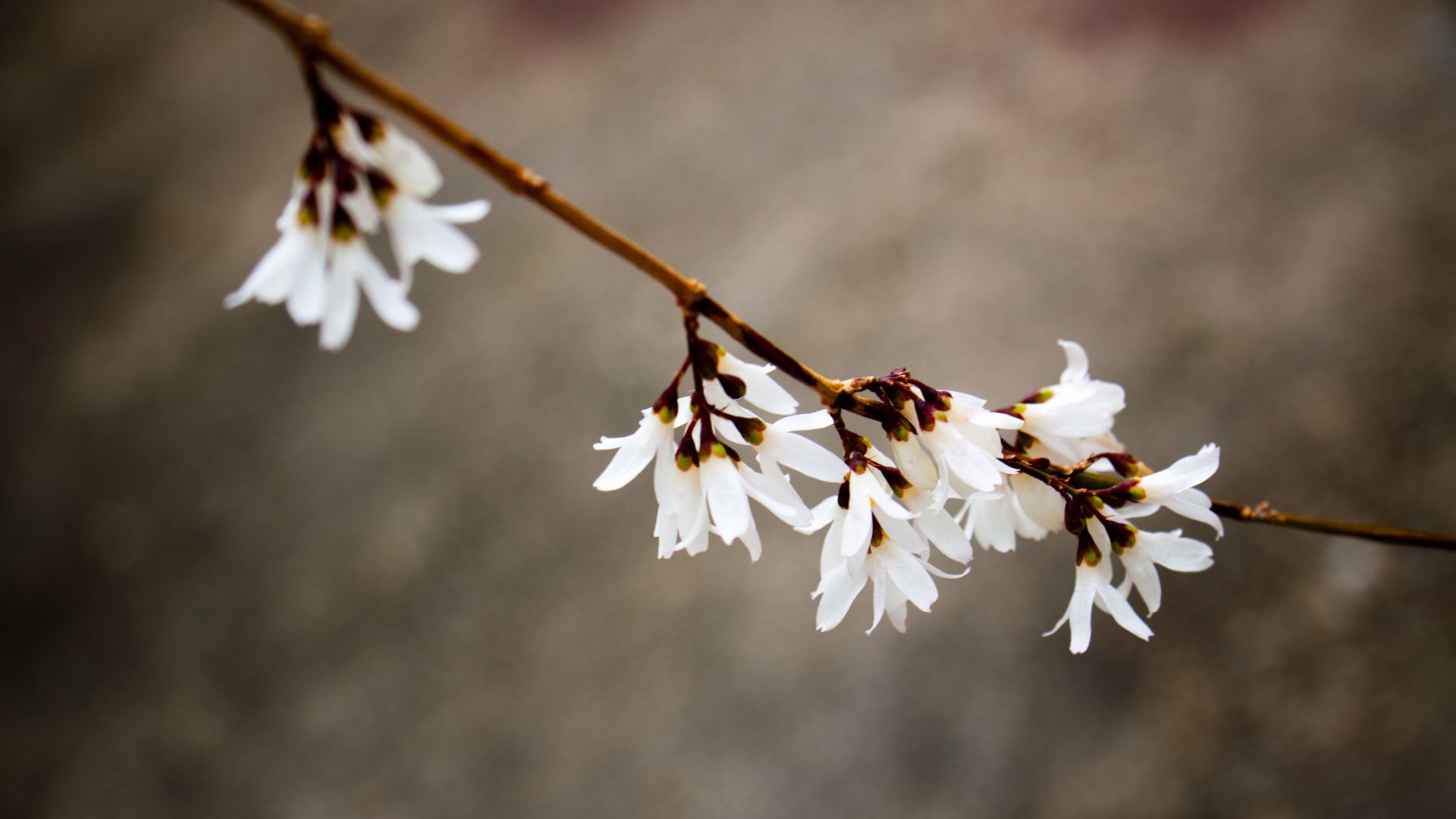 81-Billeder i mails og artikler (1920 × 1080px) - 2023-12-04T164335.567.jpg