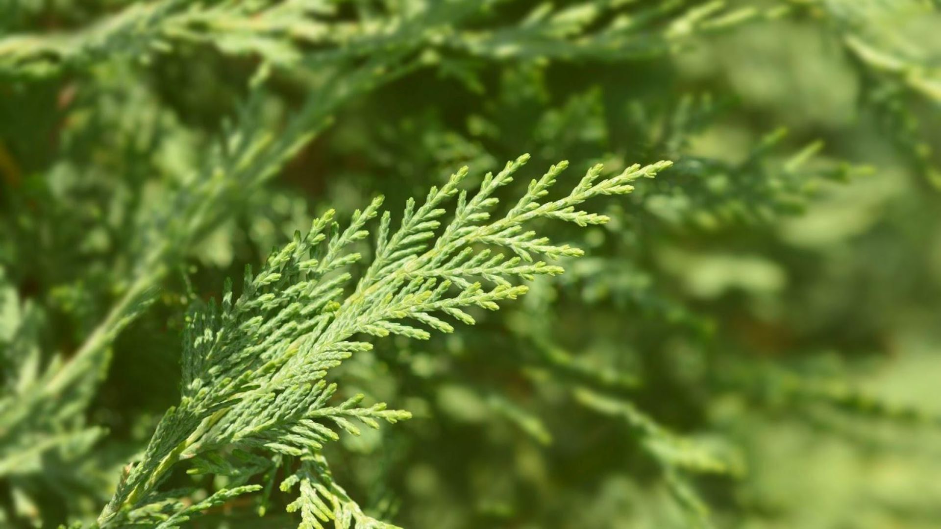 814-Billeder i mails og artikler (1920 × 1080px) (84).jpg