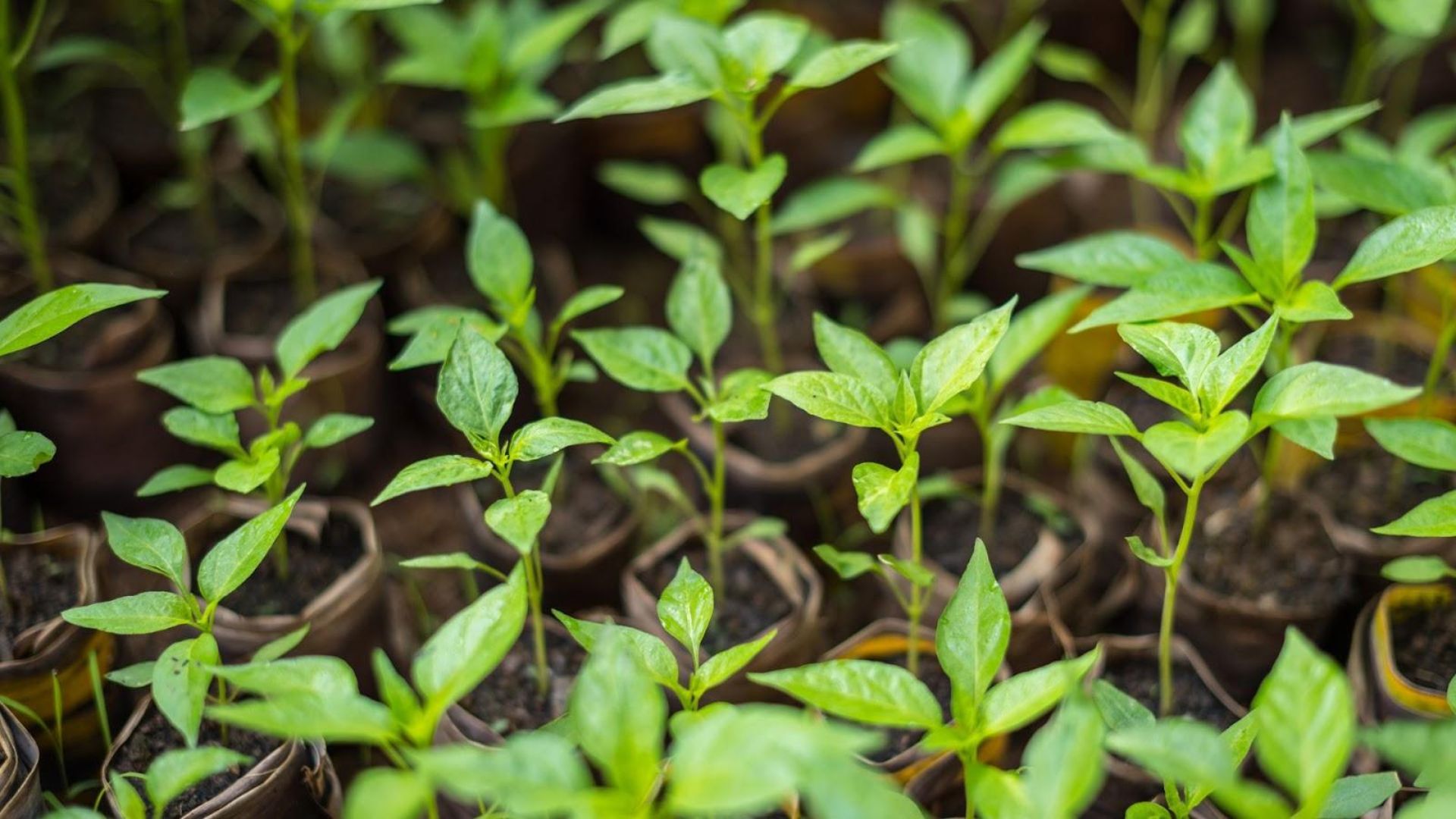 815-Billeder i mails og artikler (1920 × 1080px) (49).jpg