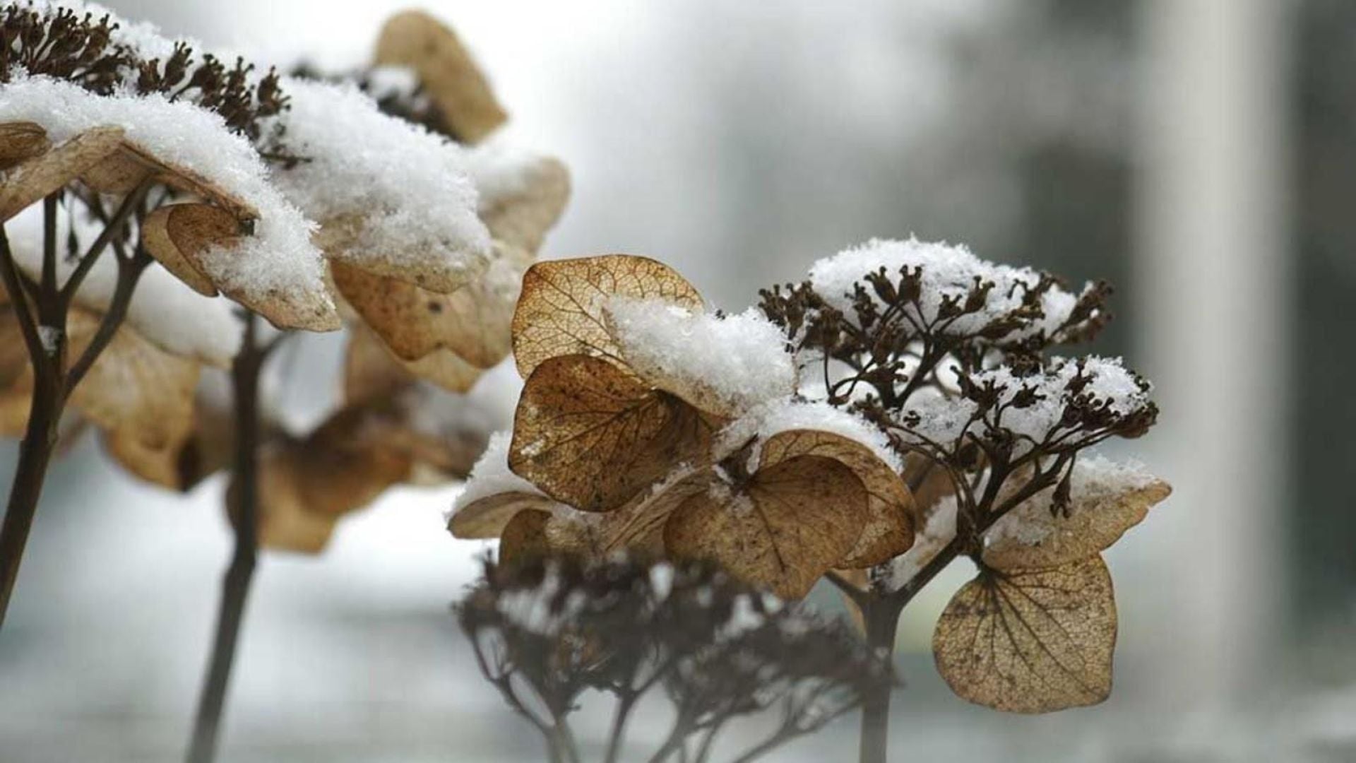 815-Billeder i mails og artikler (1920 × 1080px) - 2023-12-11T154937.104.jpg