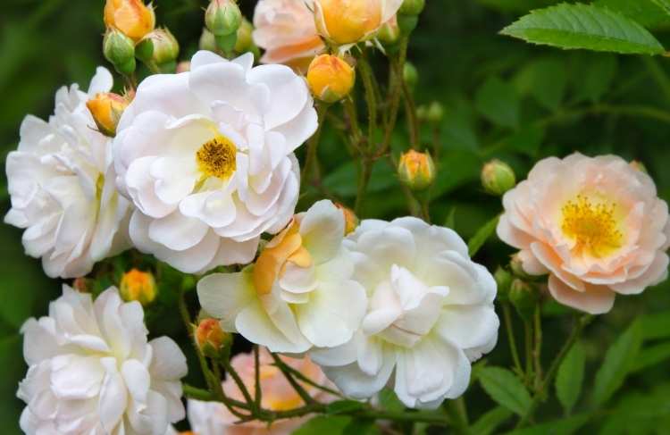 7 roser med en vindunderlig Plantetorvet.dk