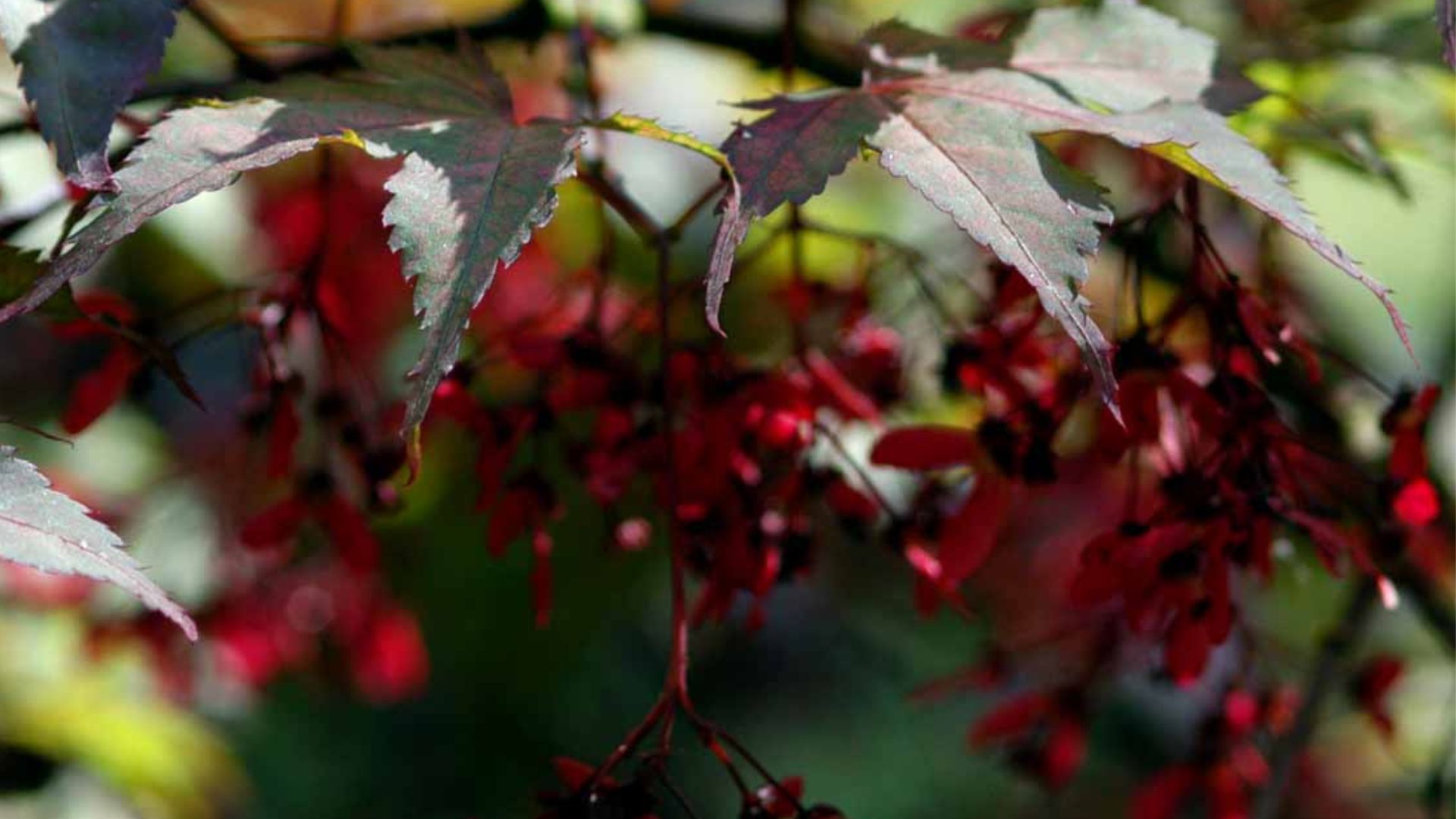 82-Billeder i mails og artikler (1920 × 1080px) (49).jpg