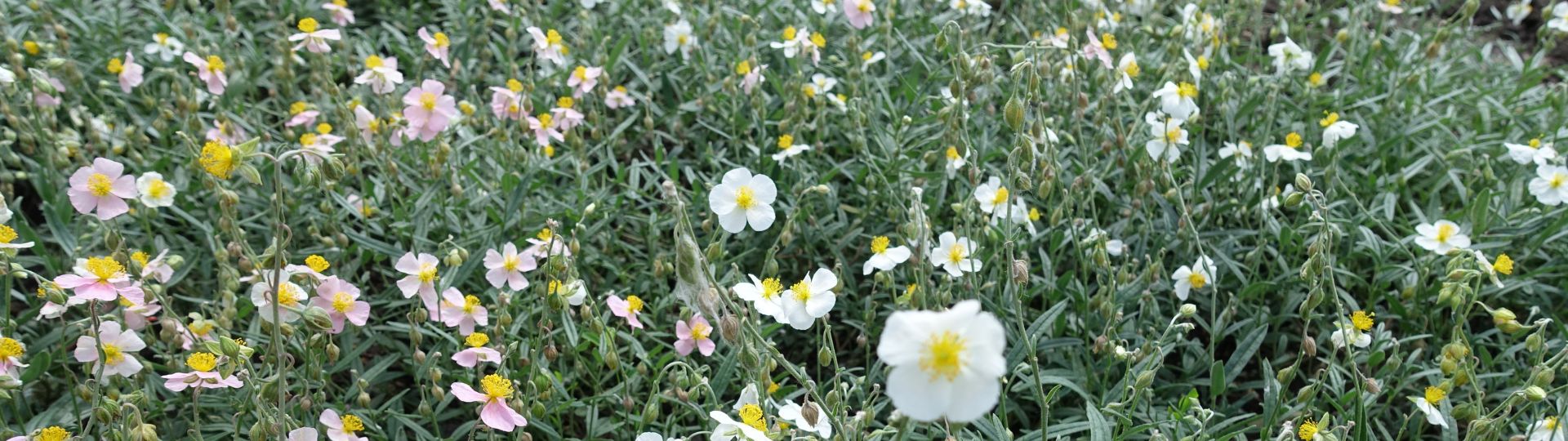 820-til lister (1920 × 540px).jpg