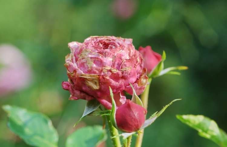 Sådan undgår du, at dine roser får sygdomme