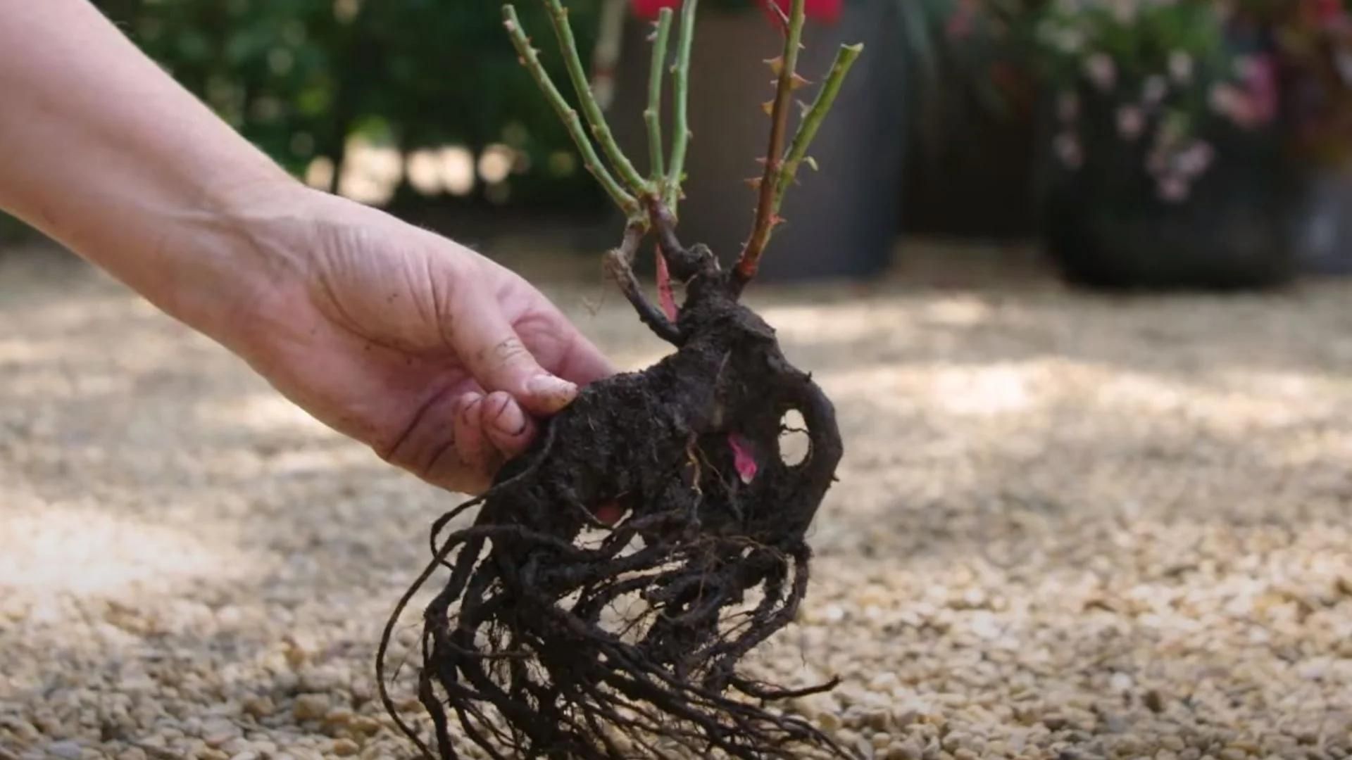 828-Billeder i mails og artikler (1920 × 1080px) (97).jpg