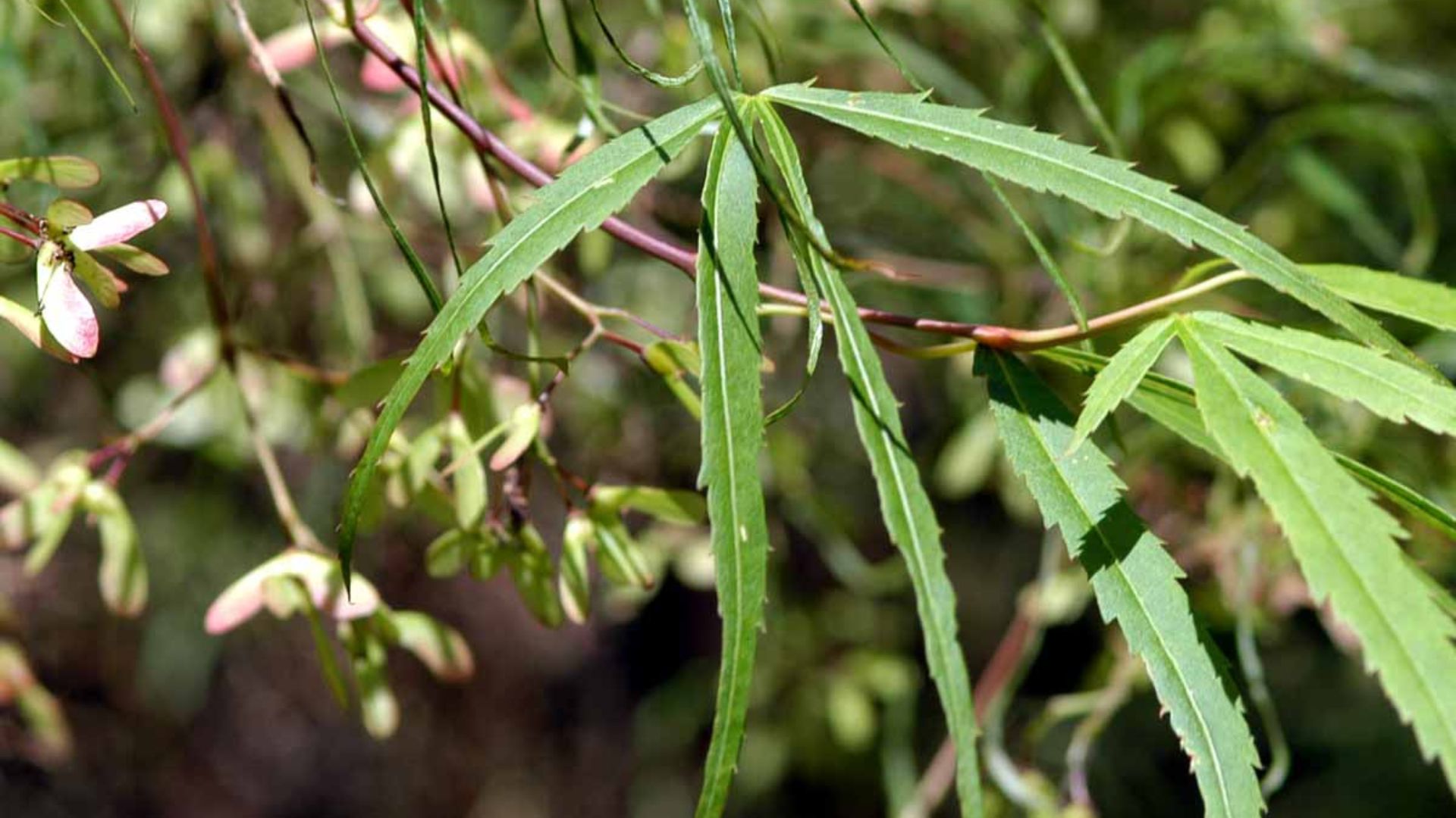 836-Billeder i mails og artikler (1920 × 1080px) (43).jpg