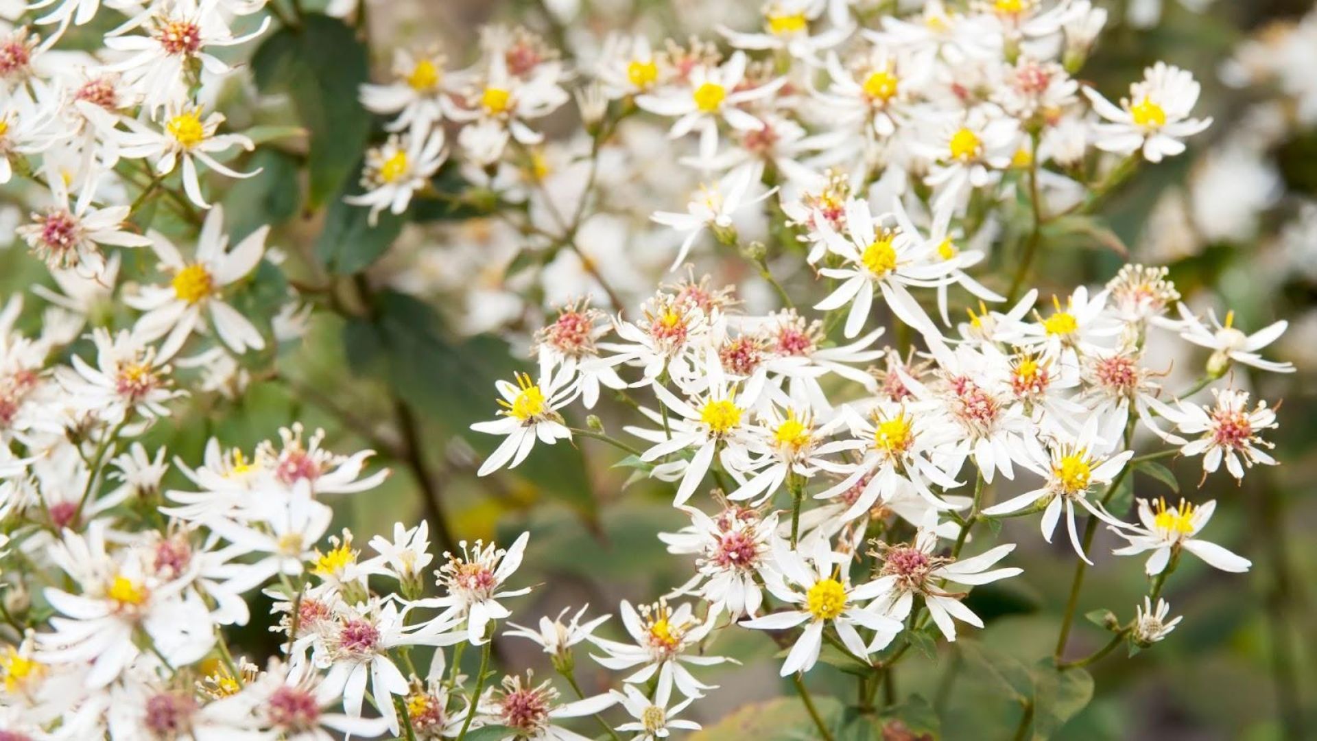 839-Billeder i mails og artikler (1920 × 1080px) - 2023-10-25T131903.377.jpg