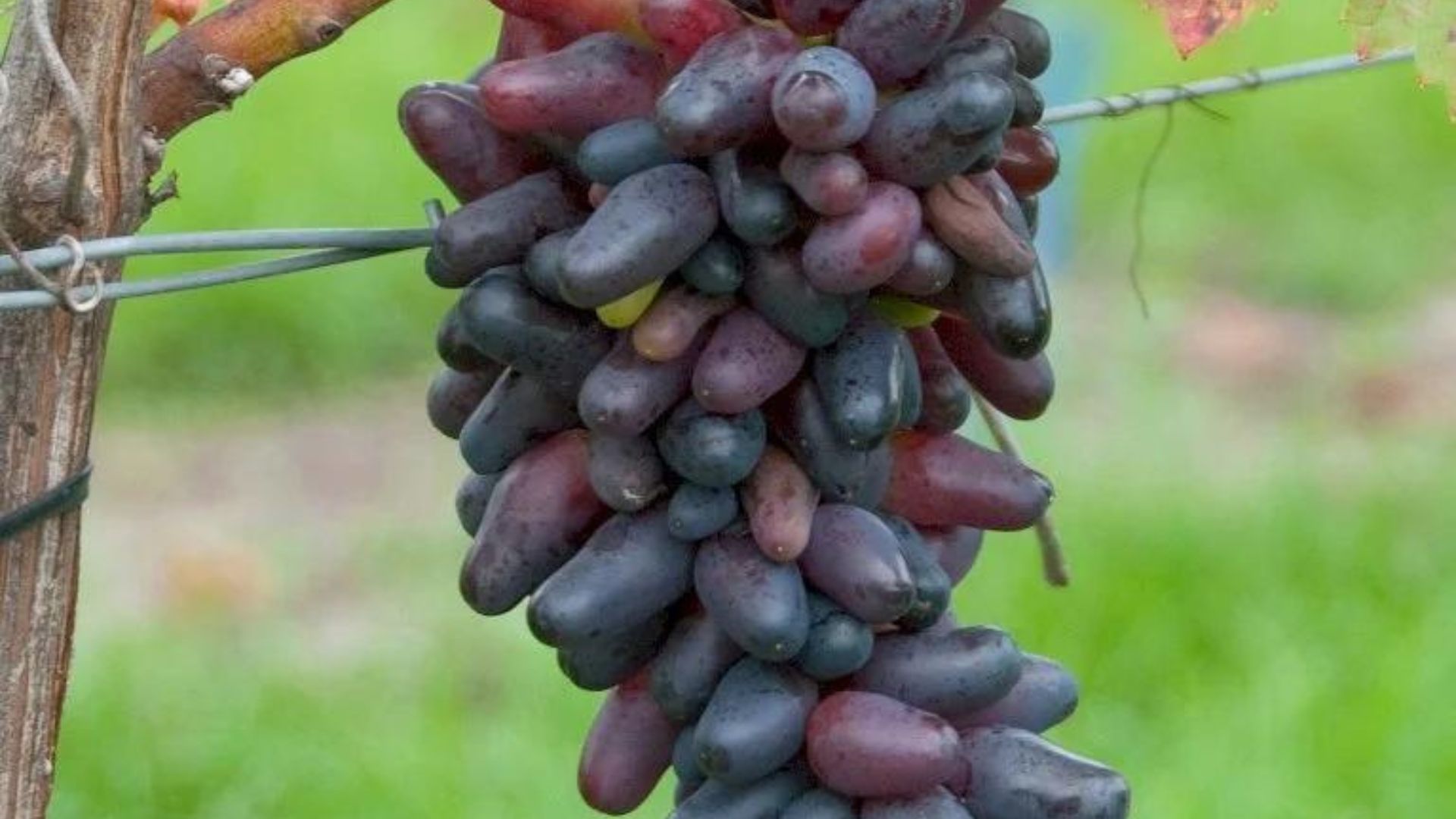 841-Billeder i mails og artikler (1920 × 1080px) - 2023-10-25T071542.566.jpg