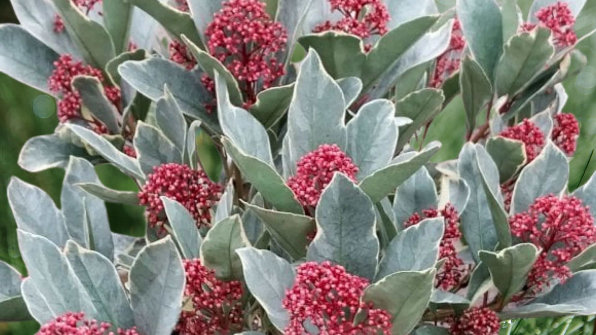 841-Billeder i mails og artikler (1920 × 1080px) - 2023-12-05T134947.792.jpg