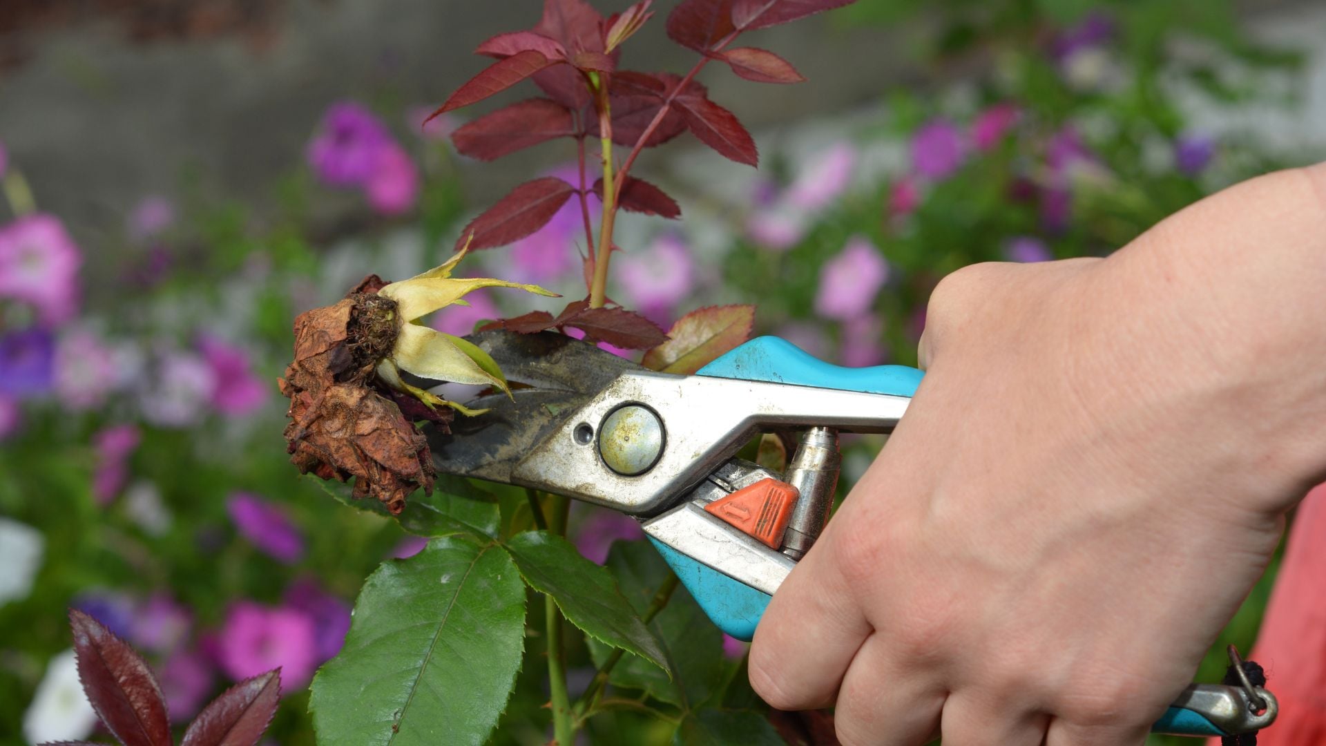 844-Billeder i mails og artikler (1920 × 1080px) (39).jpg