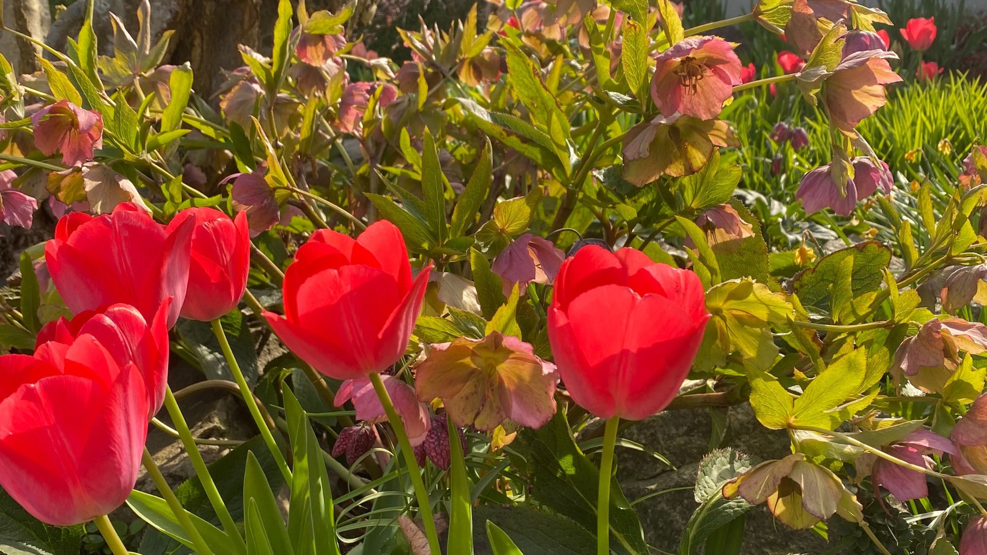 846-Billeder i mails og artikler (1920 × 1080px) (36).jpg