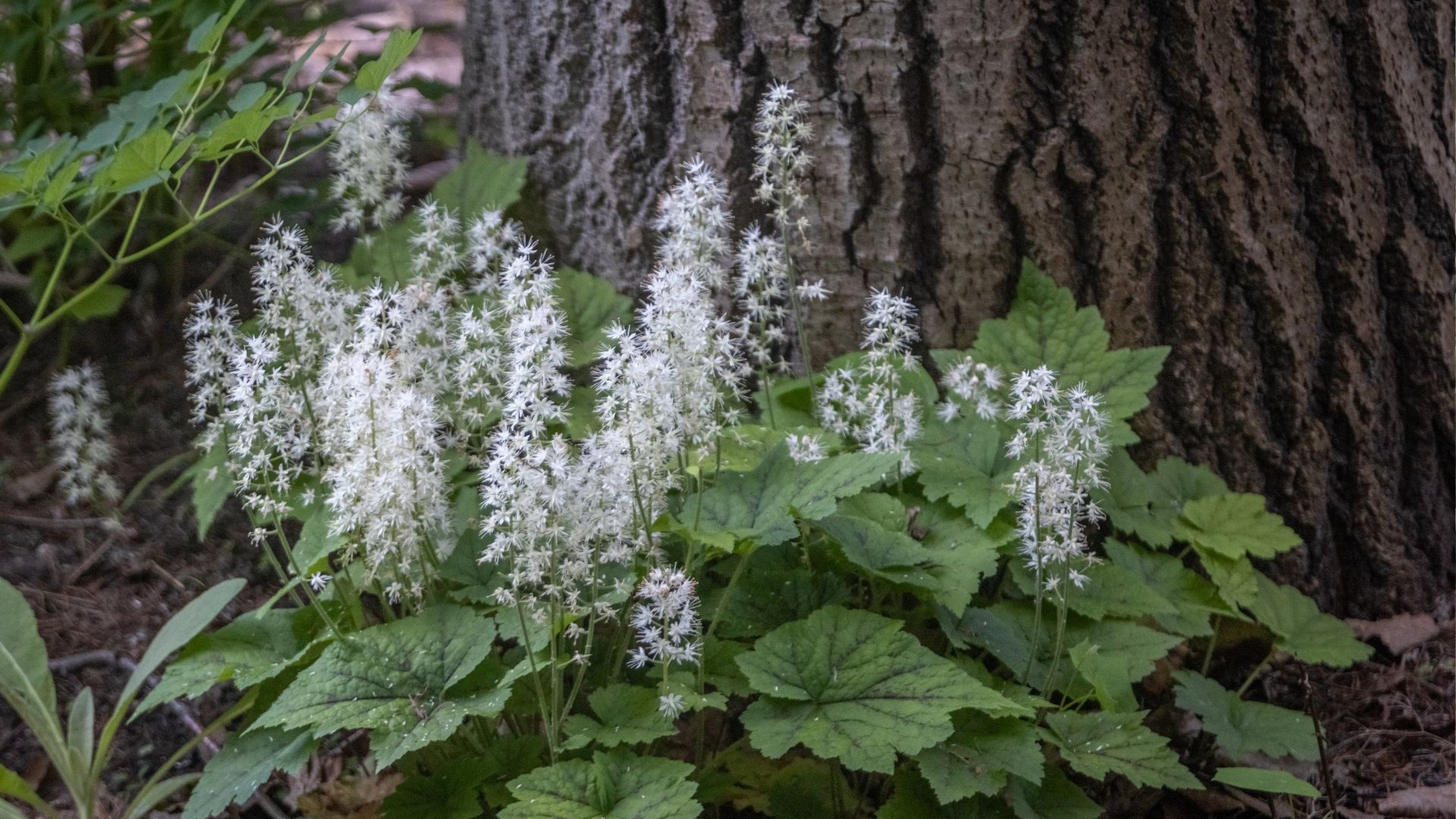 849-Billeder i mails og artikler (1920 × 1080px) - 2023-10-26T113817.065.jpg