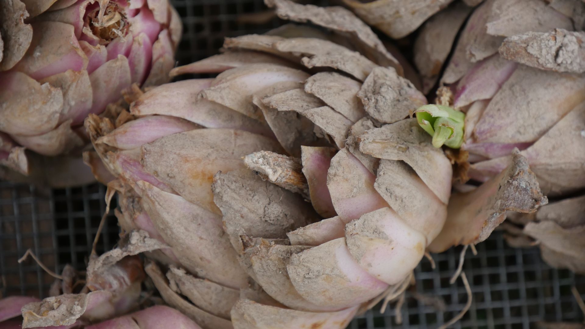 85-Billeder i mails og artikler (1920 × 1080px) - 2024-01-17T160542.533.jpg