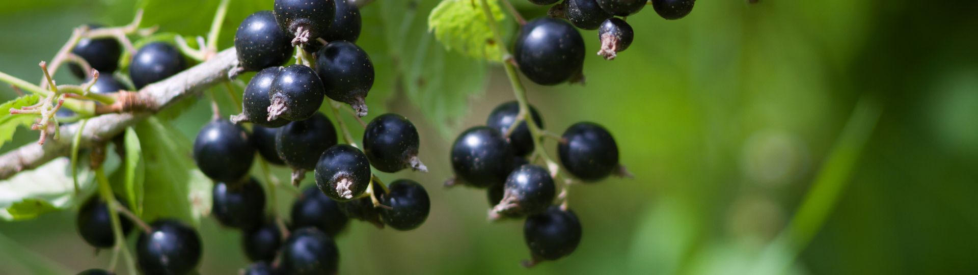 859-til lister (1920 × 540px) (65).jpg