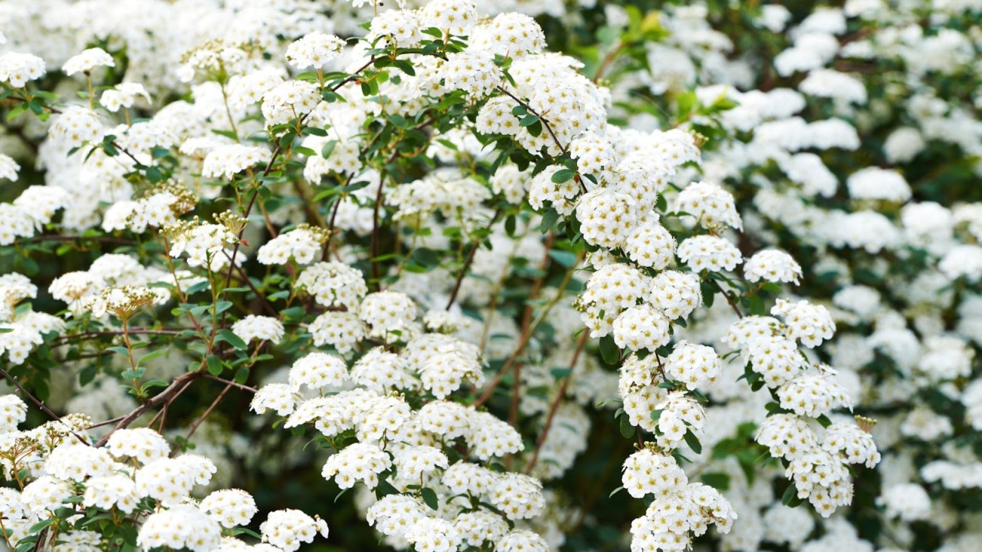 861-Billeder i mails og artikler (1920 × 1080px) (12).jpg