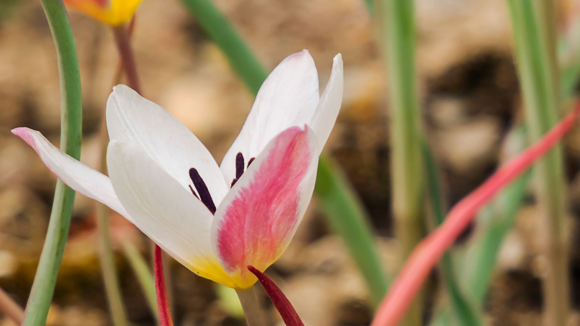 861-Billeder i mails og artikler (1920 × 1080px) - 2023-09-01T114439.071.jpg