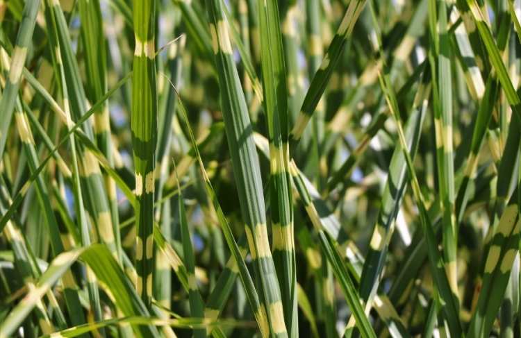 864-Zebragreas_prydgraes_Miscanthus _inensis.jpg