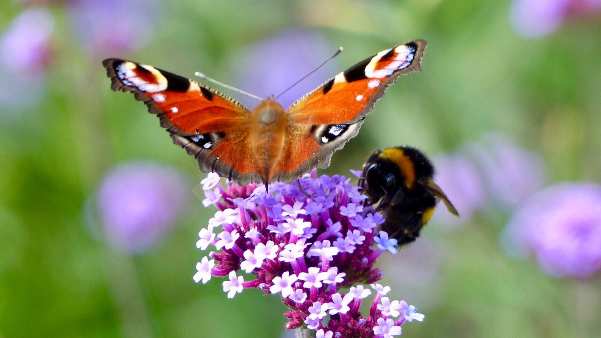 868-Billeder i mails og artikler (1920 × 1080px) (83).jpg