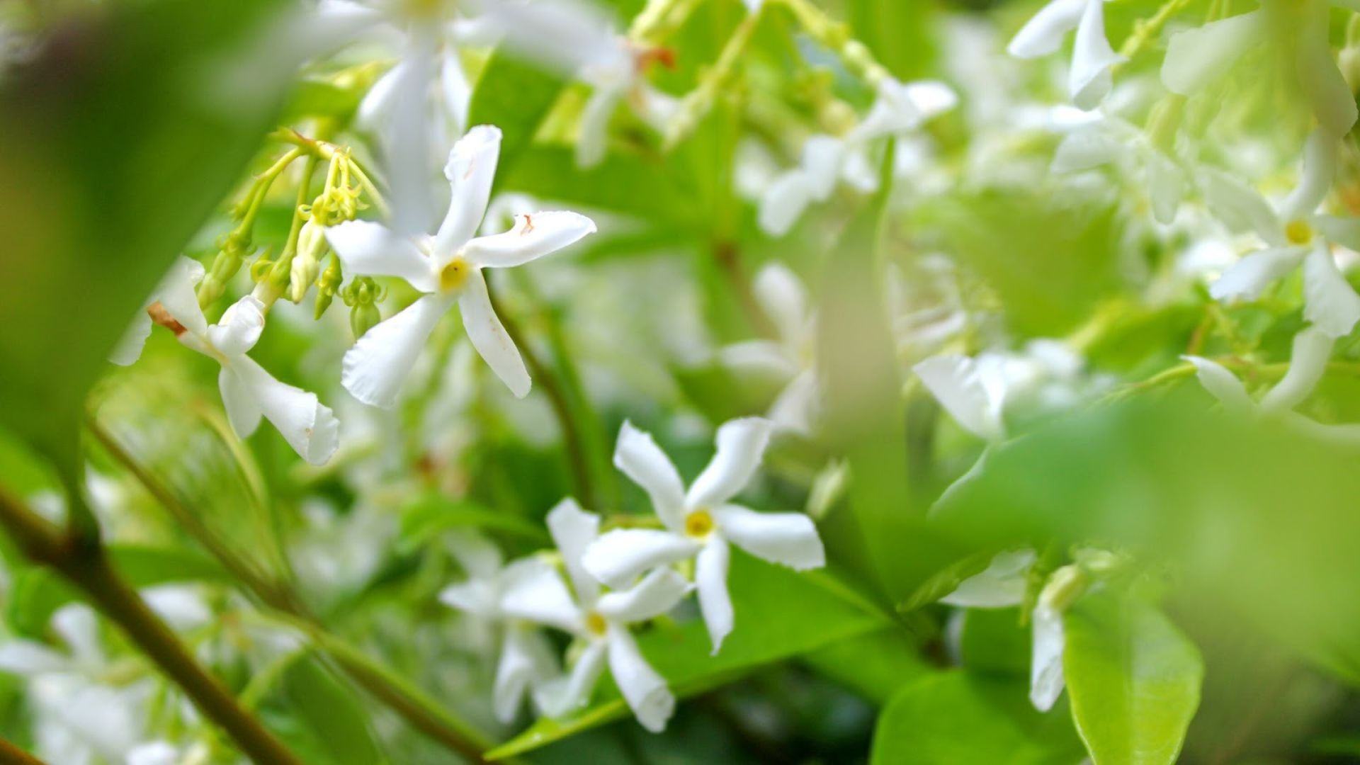 871-Billeder i mails og artikler (1920 × 1080px) (38).jpg