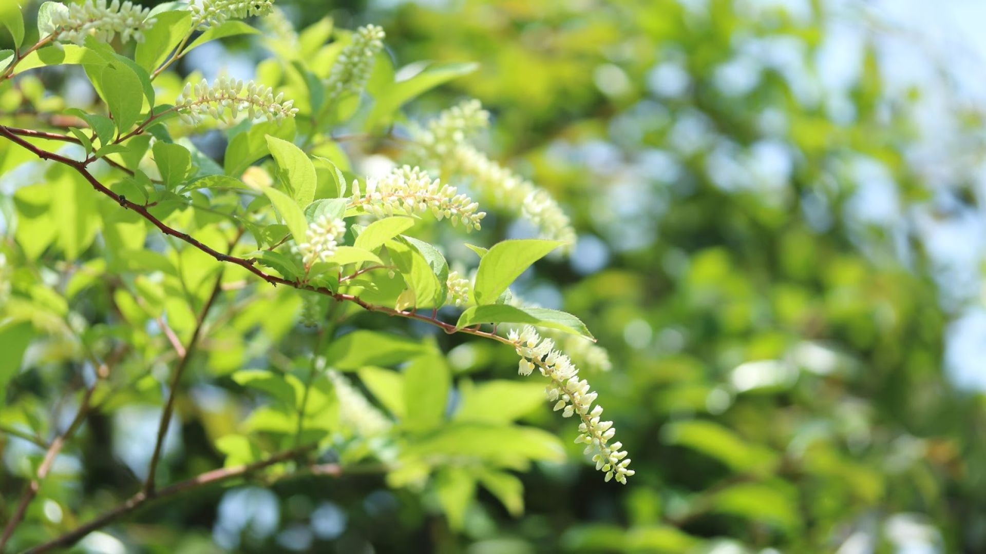 875-Billeder i mails og artikler (1920 × 1080px) (13).jpg