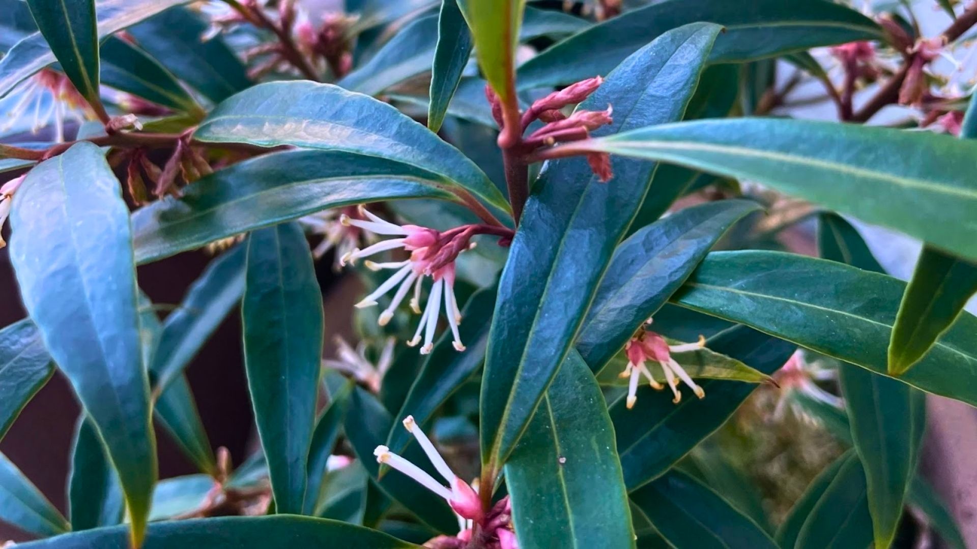 875-Billeder i mails og artikler (1920 × 1080px) (4).jpg