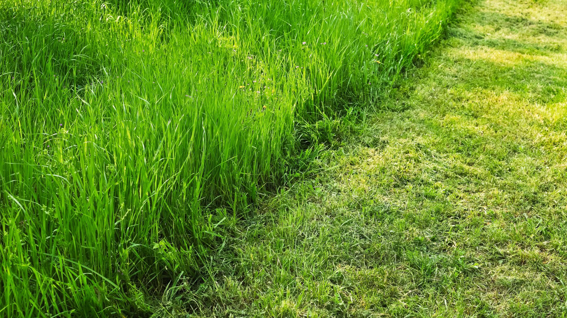 879-Billeder i mails og artikler (1920 × 1080px) (35).jpg