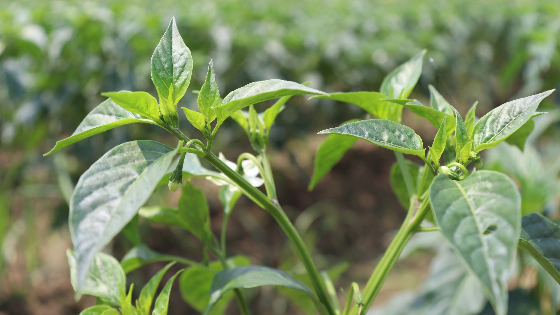 883-Billeder i mails og artikler (1920 × 1080px) (48).jpg