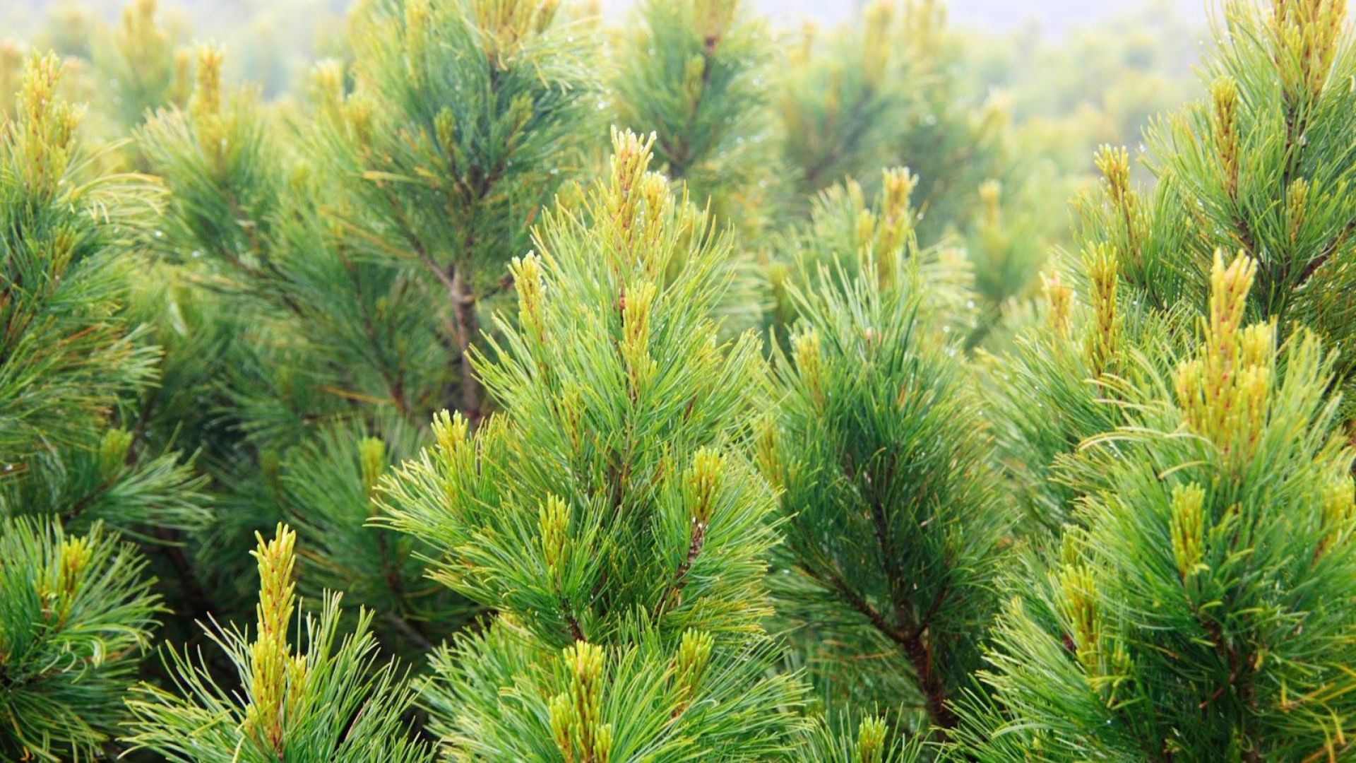 887-Billeder i mails og artikler (1920 × 1080px) (13).jpg