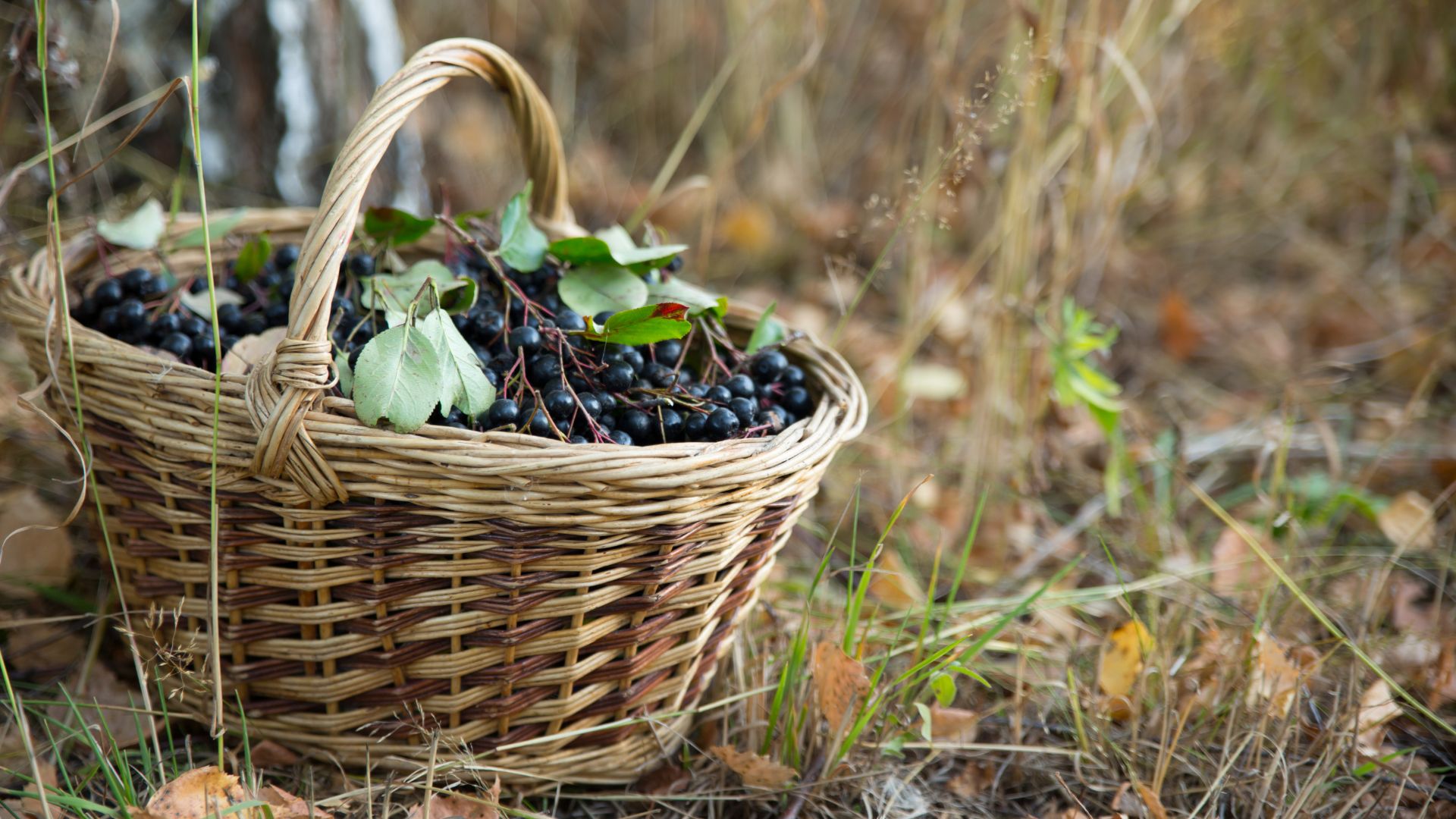 890-Billeder i mails og artikler (1920 × 1080px) - 2023-07-17T095411.112.jpg