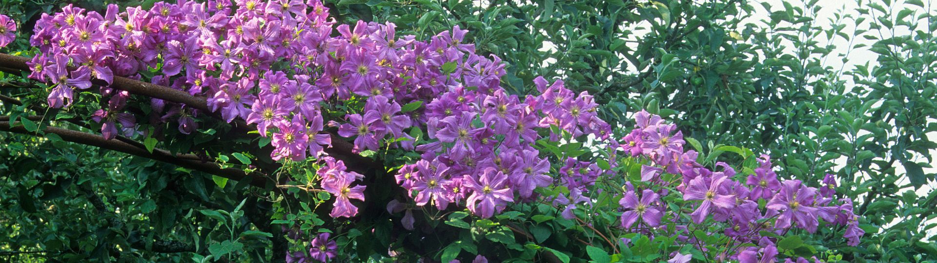 895-til lister (1920 × 540px) (17).jpg