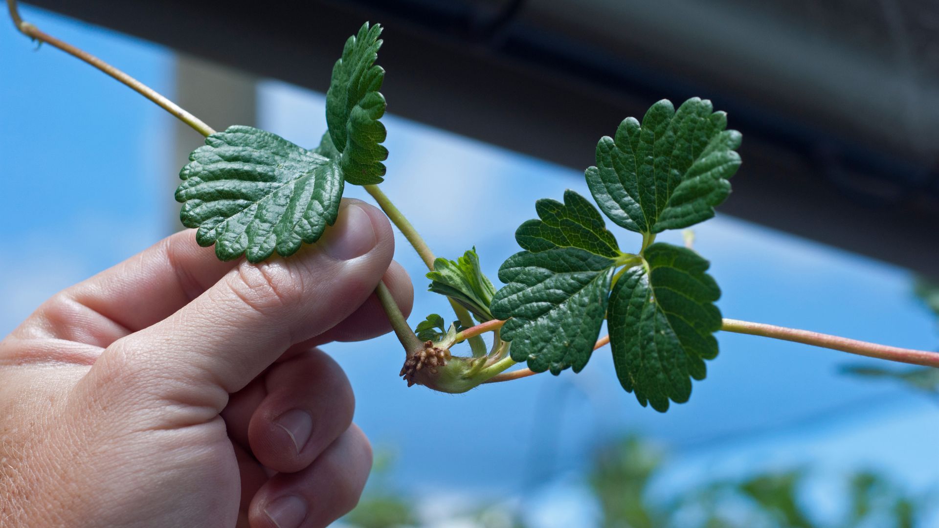 899-Billeder i mails og artikler (1920 × 1080px) (39).jpg