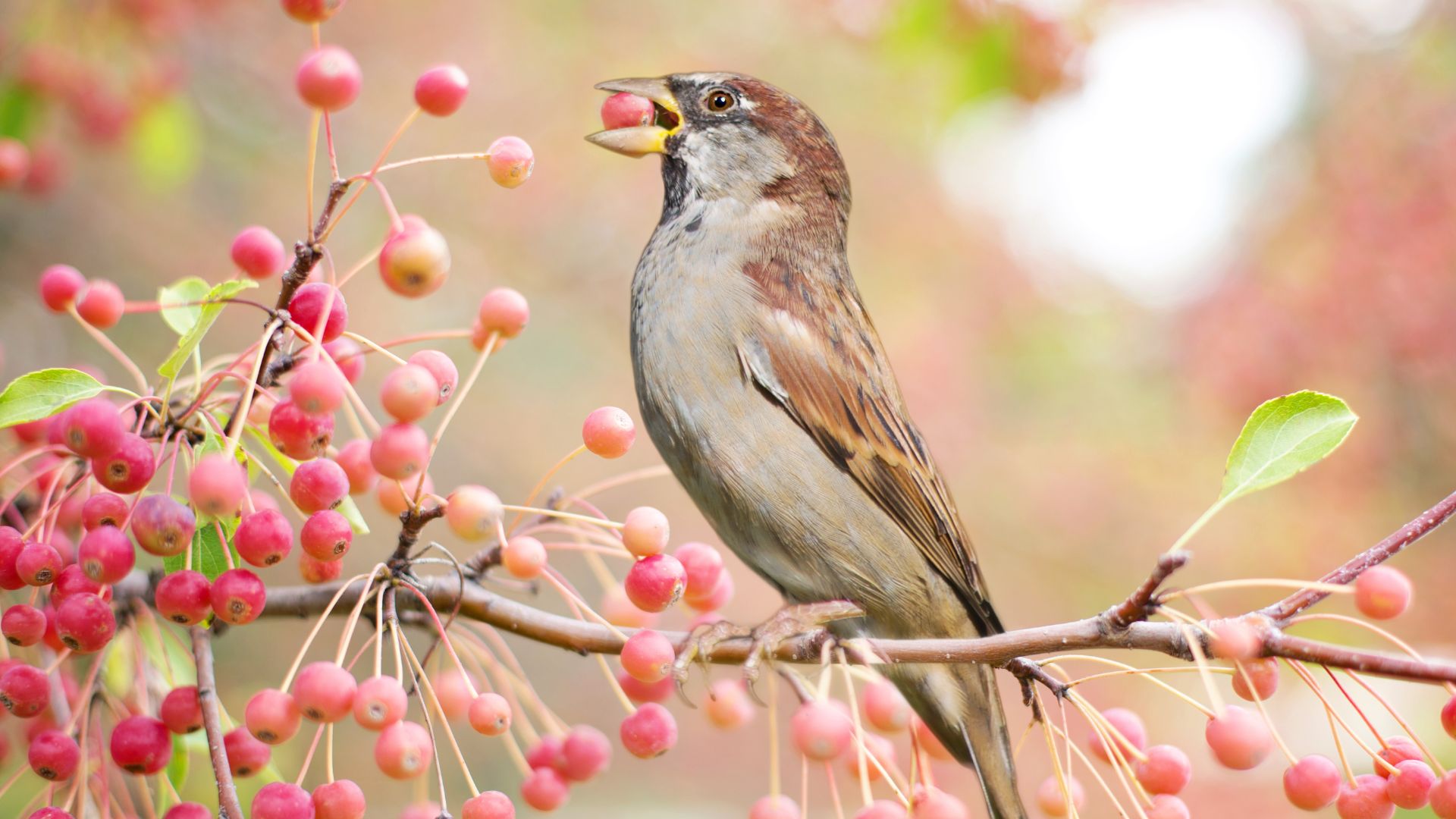 90-Billeder i mails og artikler (1920 × 1080px) (10).jpg