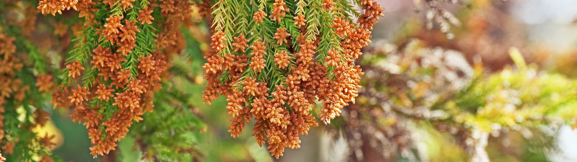 903-til lister (1920 × 540px) - 2024-03-19T094917.589.jpg